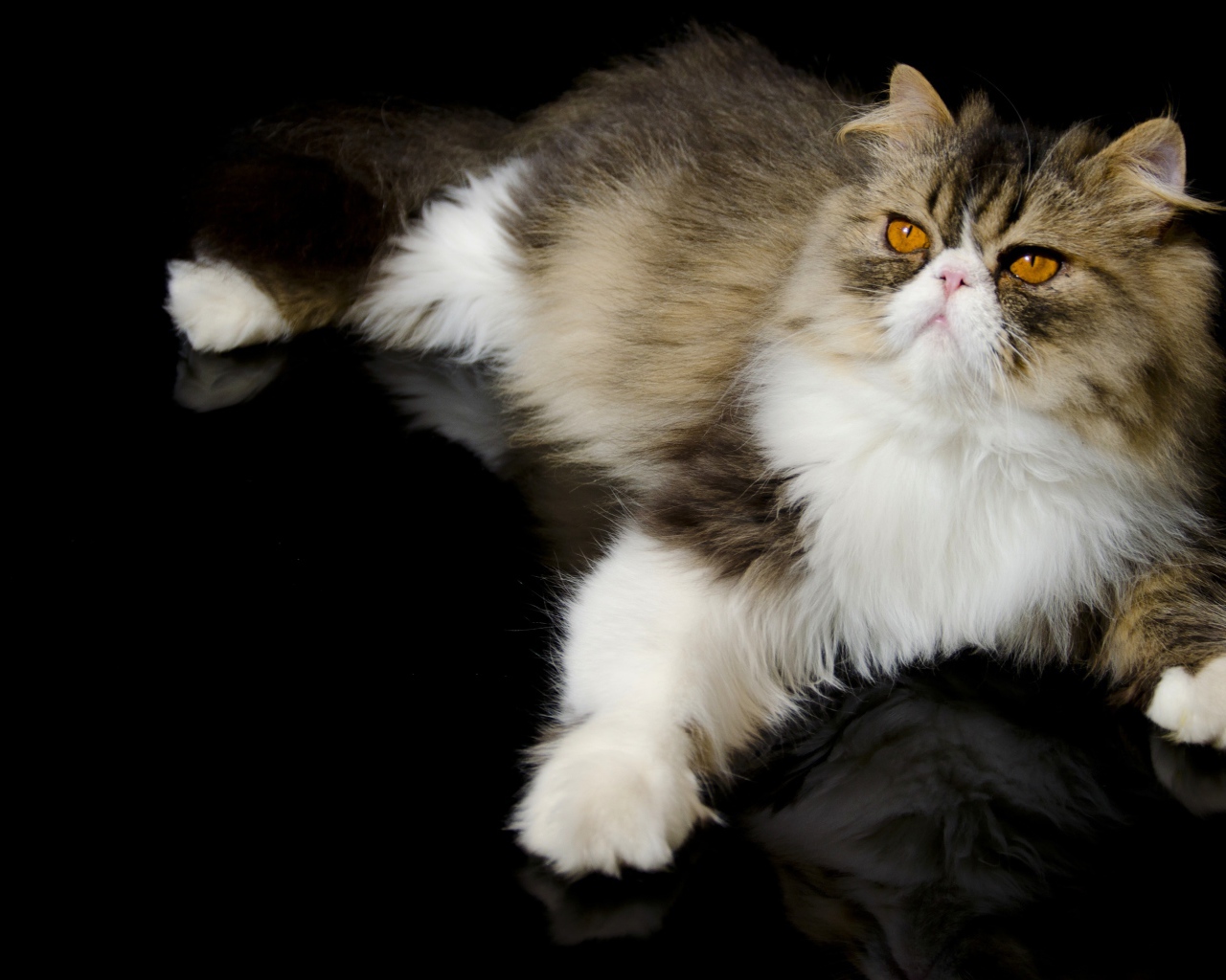 Красивый персидский кот на черном фоне