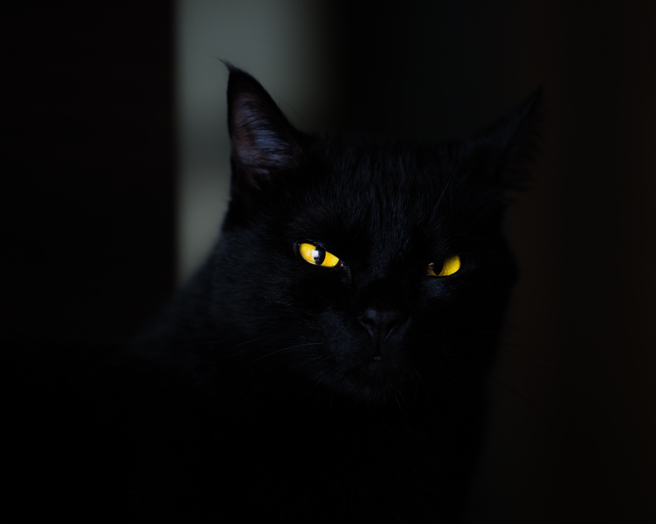 Красивый черный кот с желтыми глазами