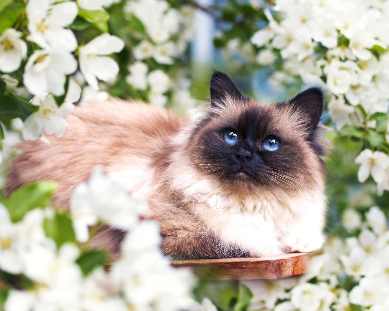 Красивый голубоглазый сиамский кот в белых цветах 