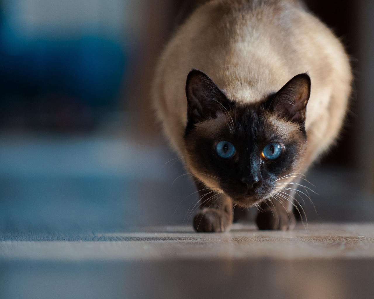 Красивый голубоглазый сиамский кот охотится 