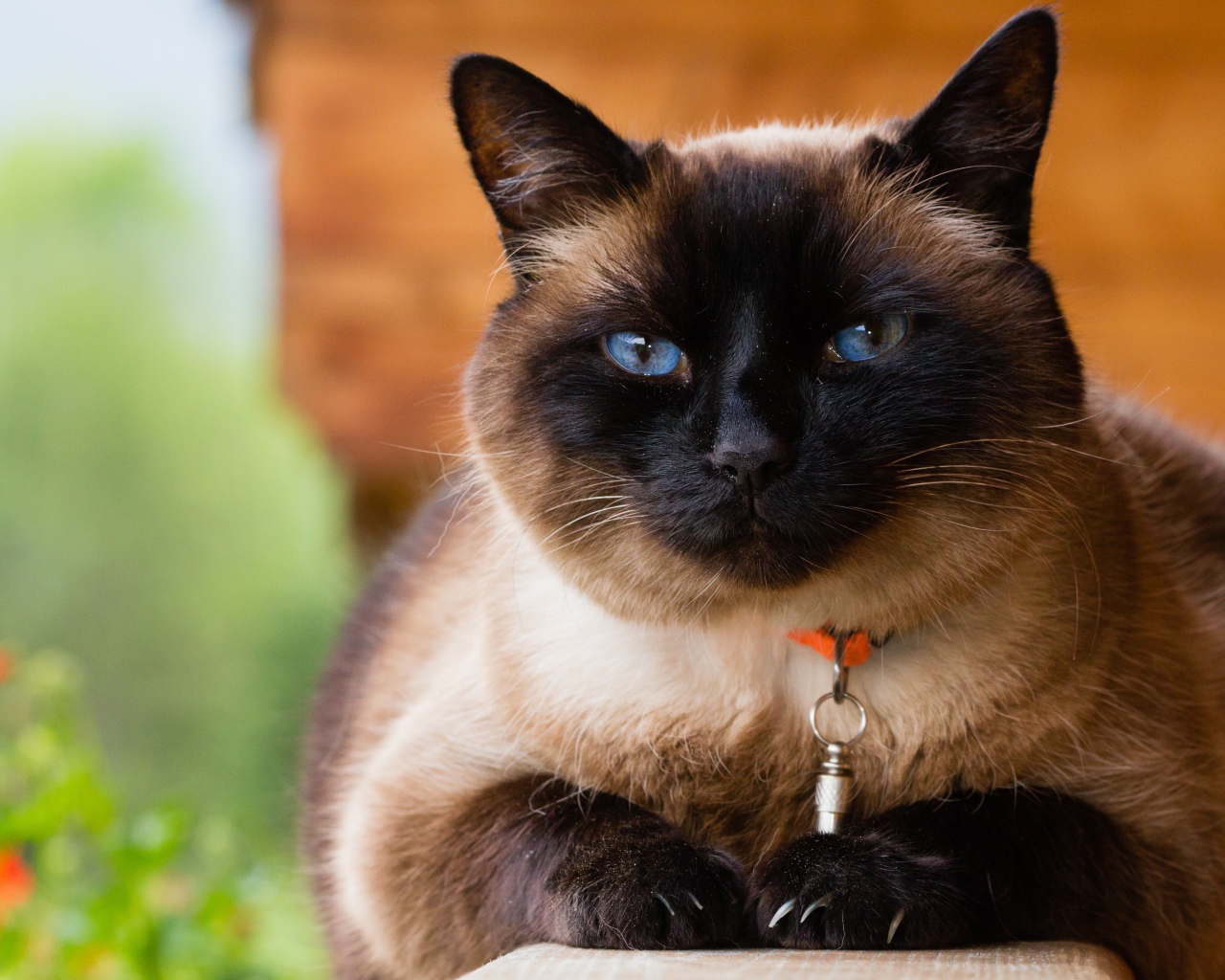 Красивый голубоглазый сиамский кот с ошейником