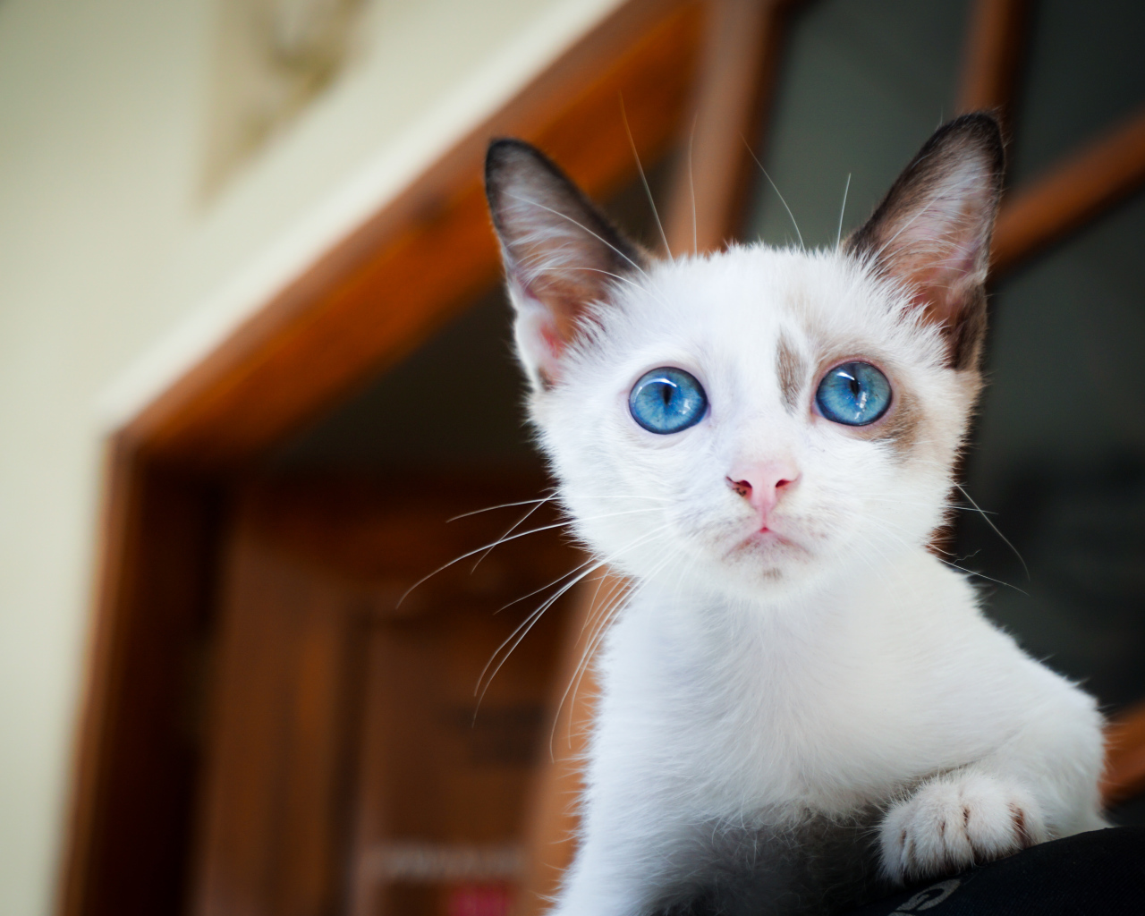 Красивый голубоглазый котенок