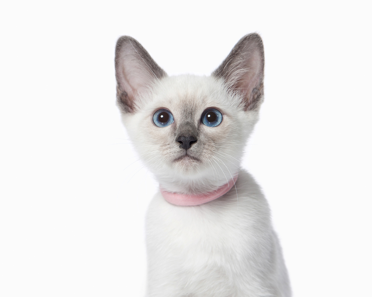 Красивый голубоглазый породистый котенок на белом фоне