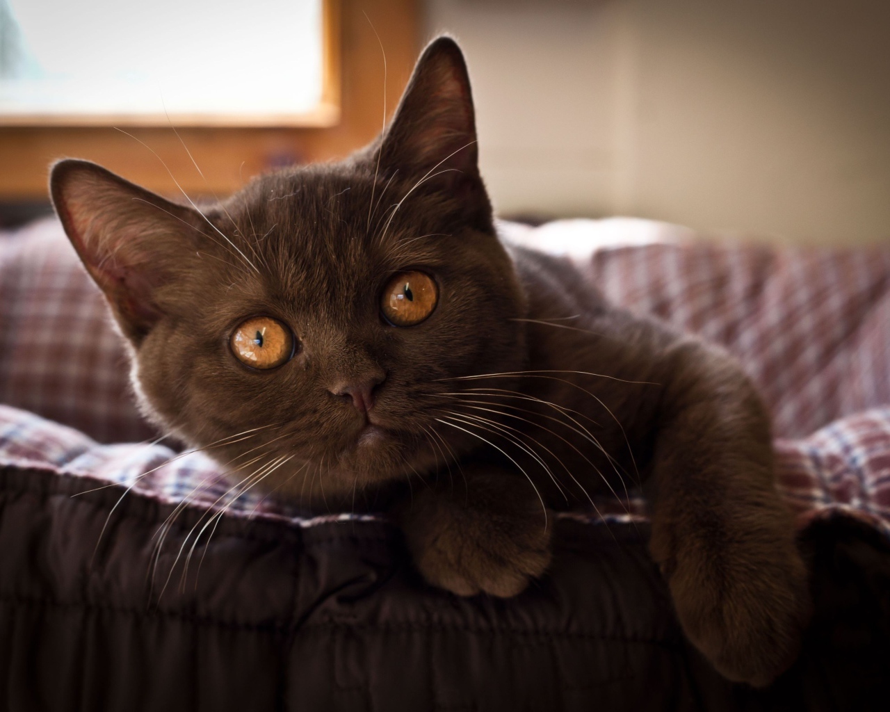 Красивый коричневый котенок