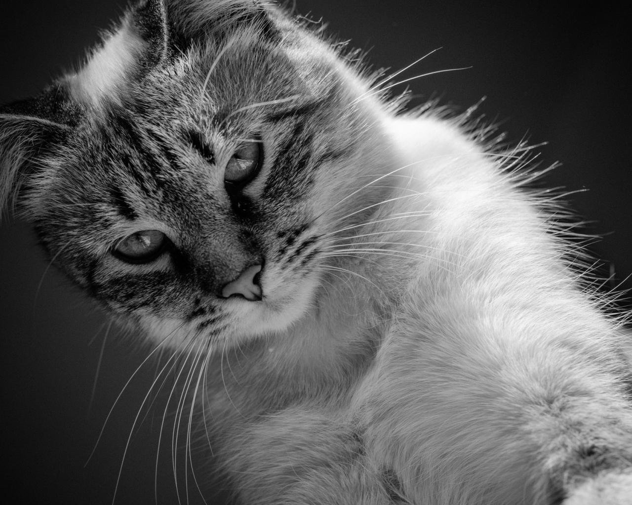 Красивый кот черно -белое фото 