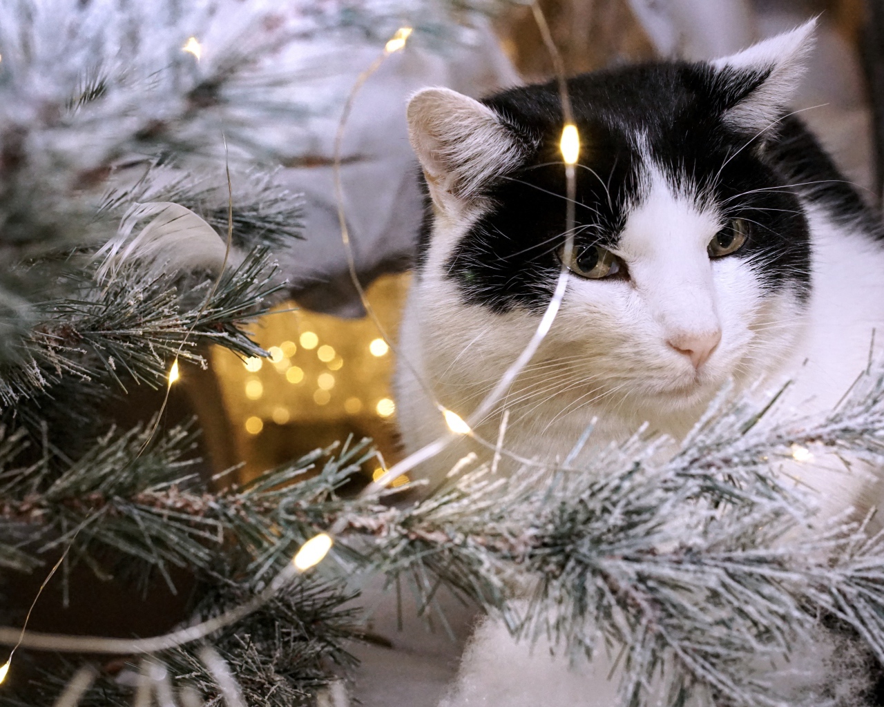 Красивый кот сидит у елки с гирляндой