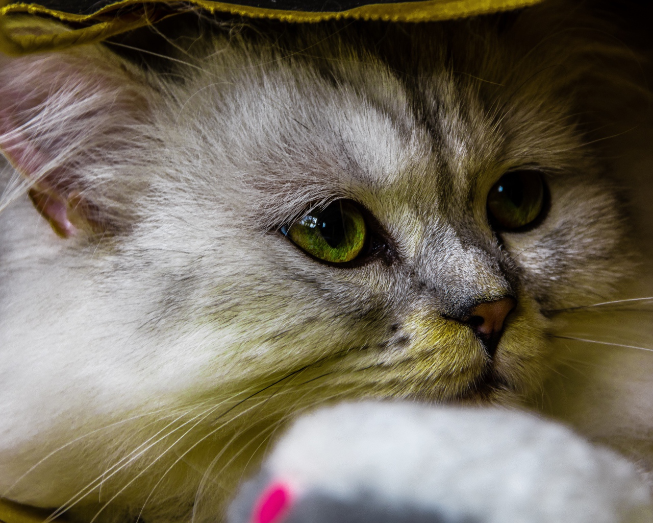 Красивый пушистый зеленоглазый кот под одеялом