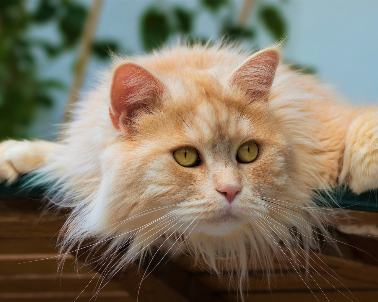Красивый пушистый рыжий кот