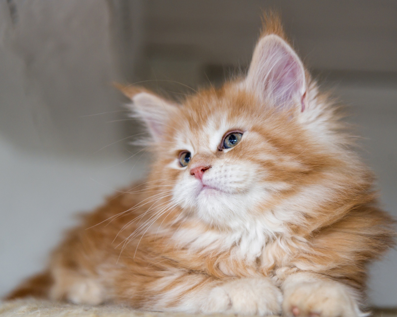 Красивый пушистый рыжий котенок