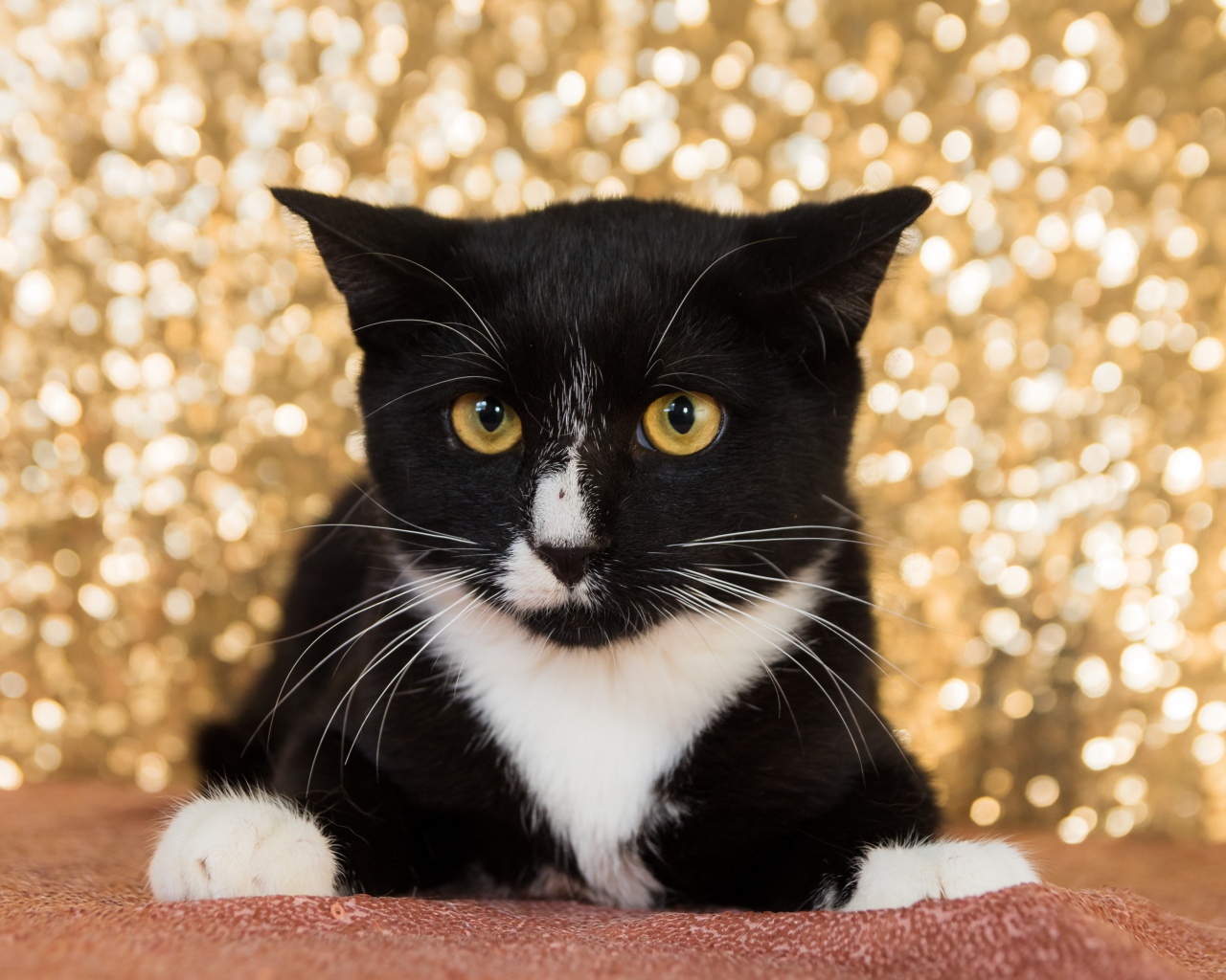 Красивый испуганный черно белый кот 