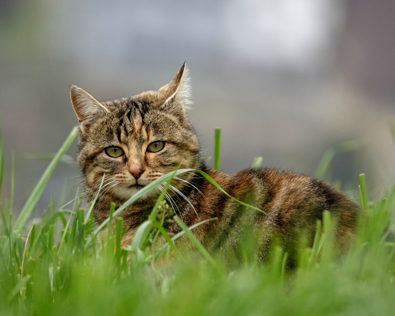 Красивый серый кот в зеленой траве