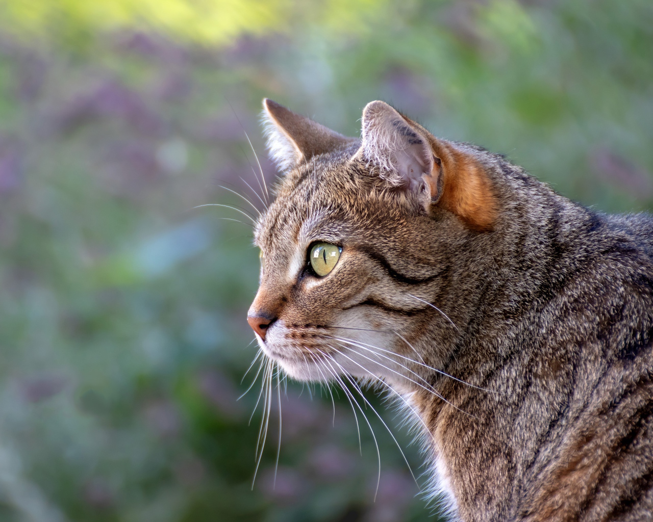 Красивый серый зеленоглазый кот