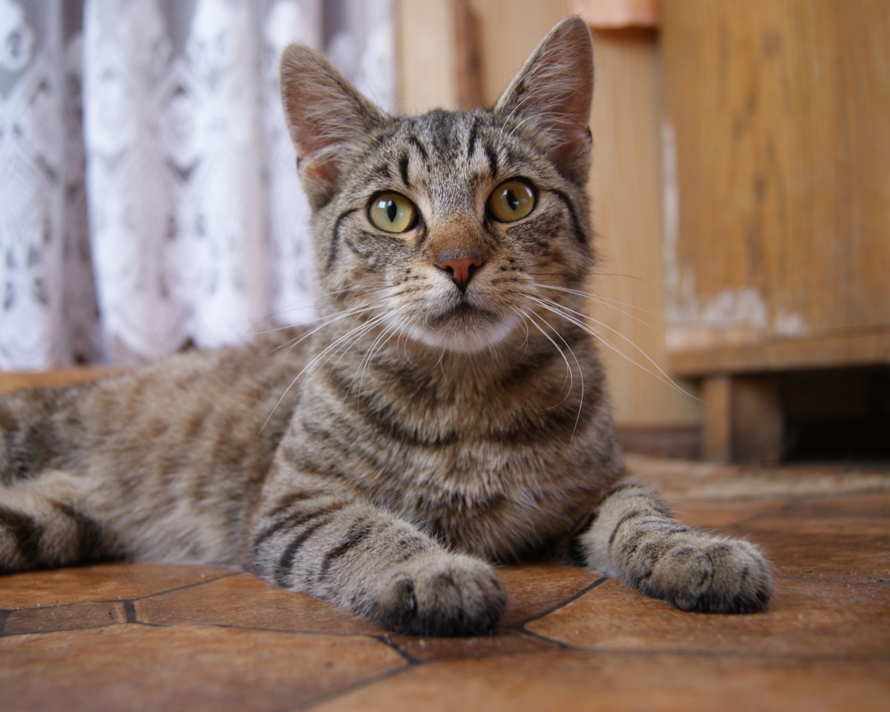 Красивый серый домашний кот