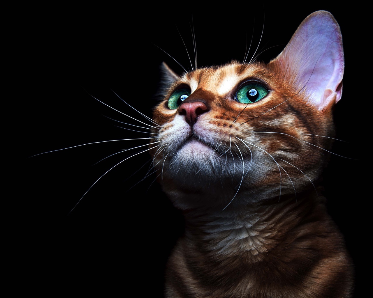 Красивый зеленоглазый кот на черном фоне