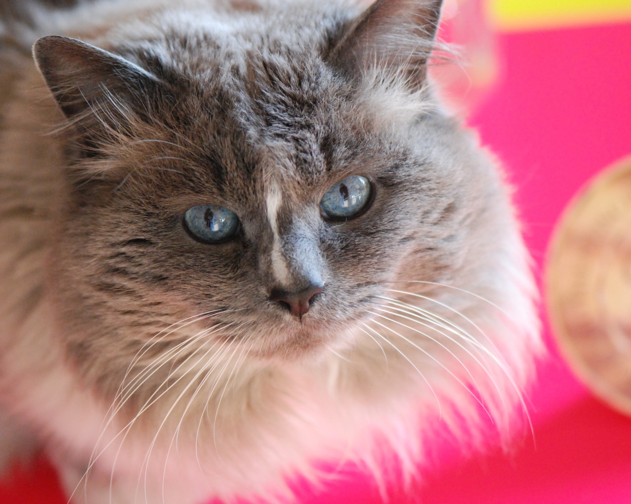 Красивый взгляд пушистого голубоглазого кота