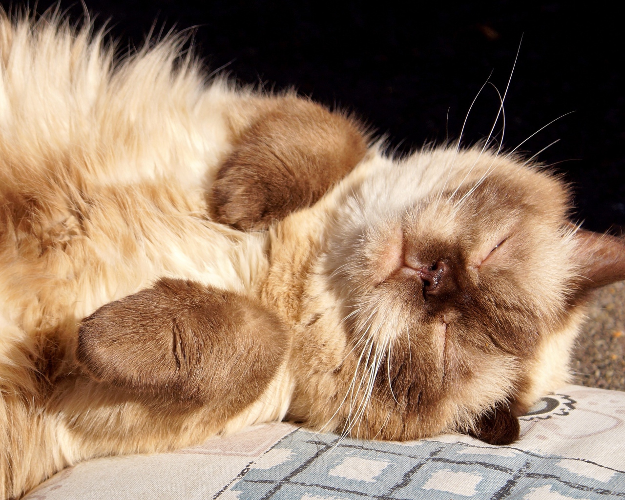 Красивый породистый сиамский кот спит на солнце