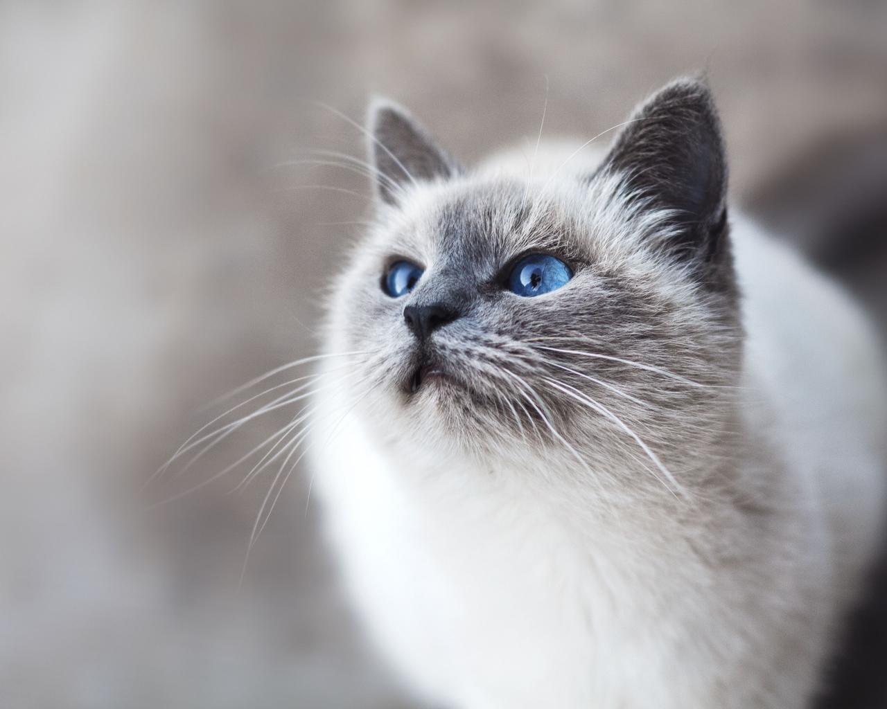 Красивый породистый голубоглазый котенок 