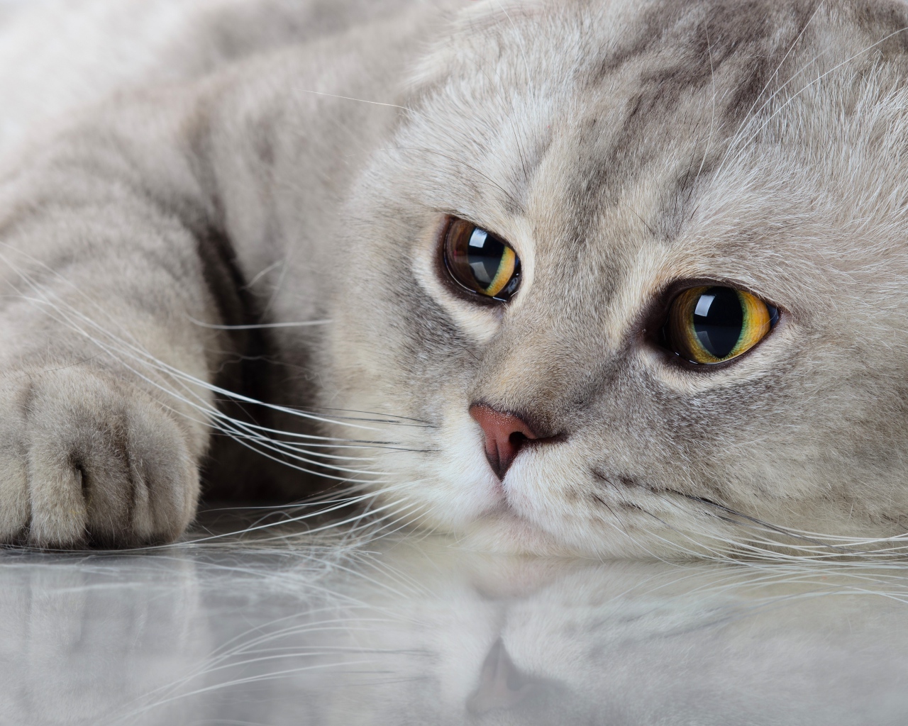 Красивый породистый кот с грустными глазами