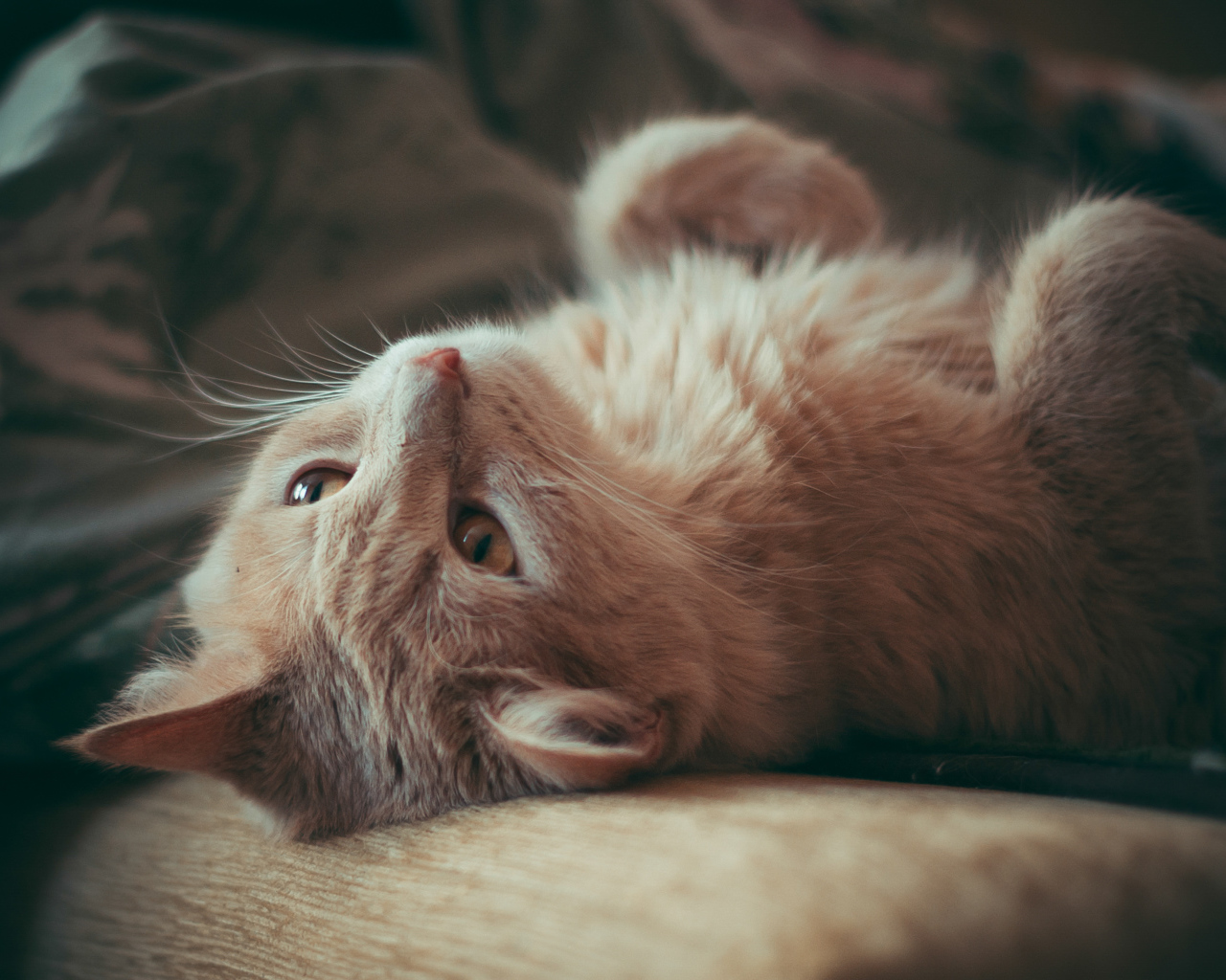 Красивый рыжий кот лежит на диване