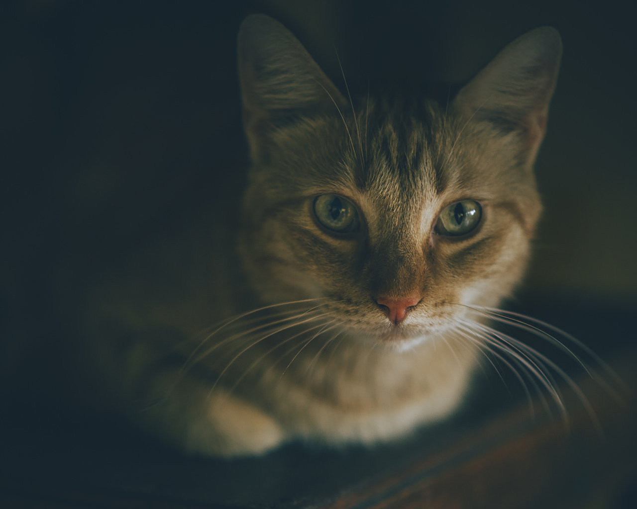 Красивый рыжий кот фото крупным планом