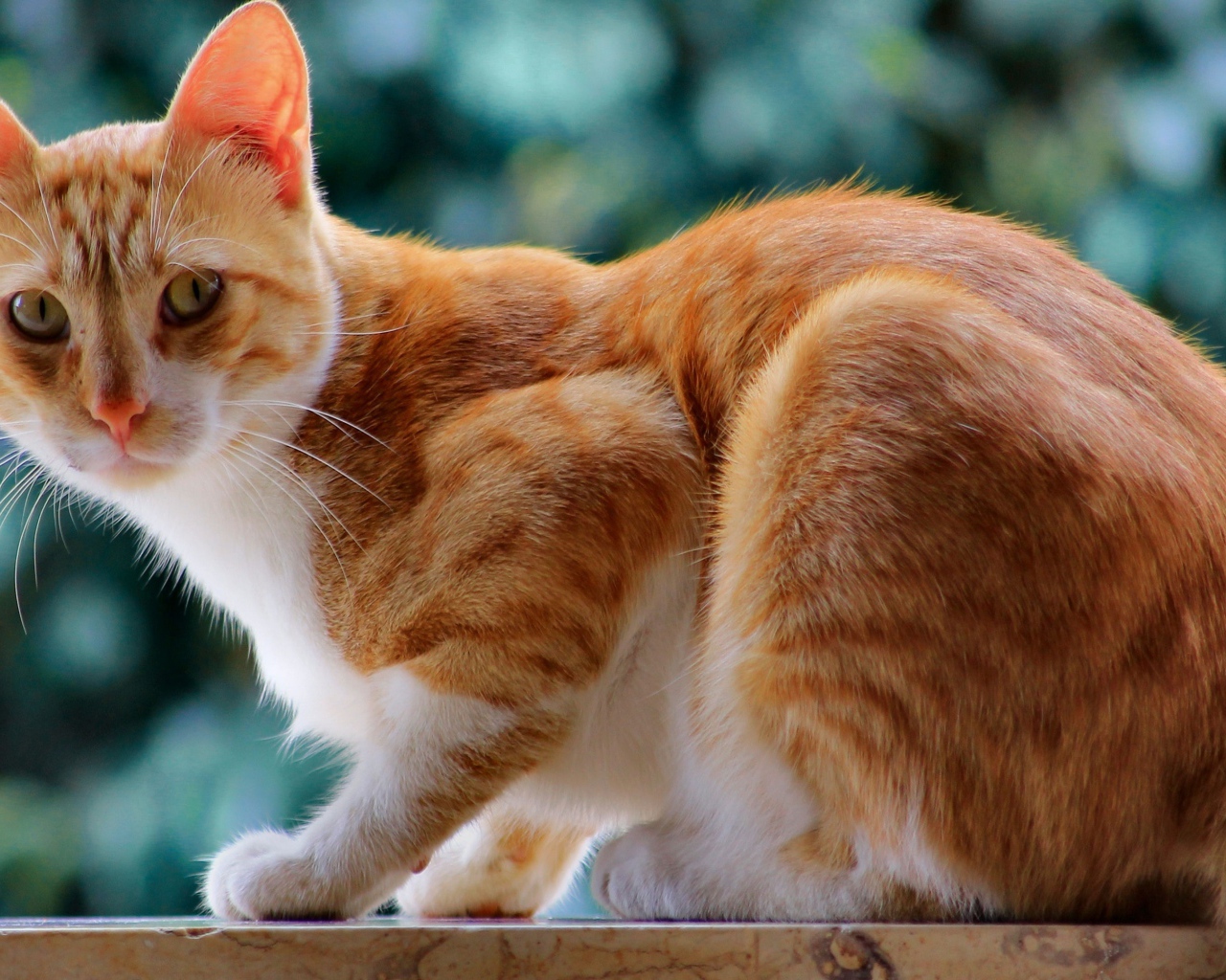 Красивый рыжий кот с длинными усами