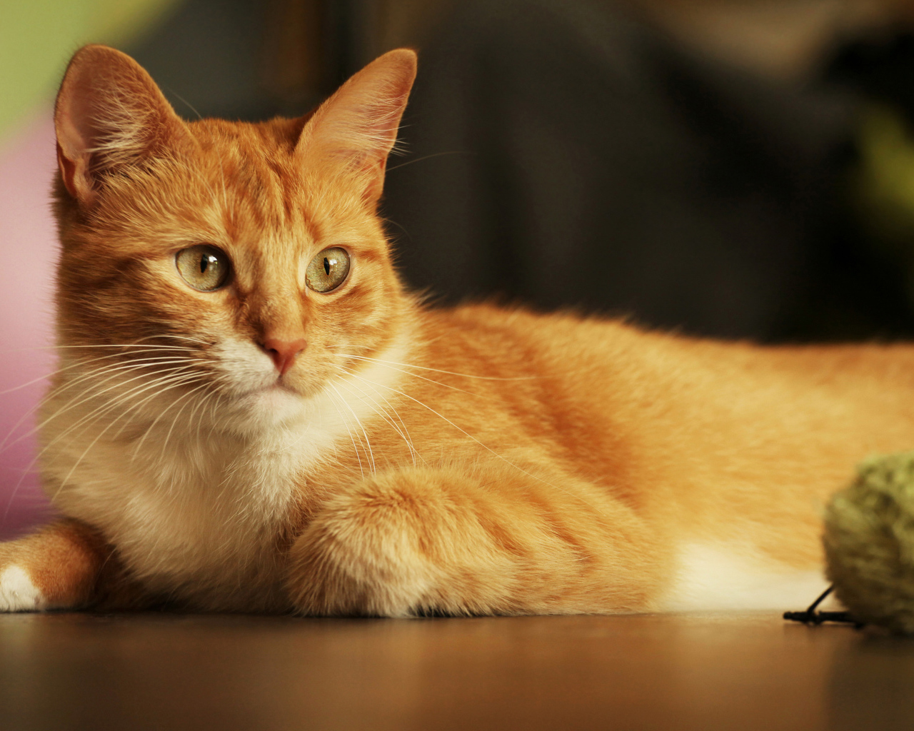 Красивый рыжий кот с игрушкой 