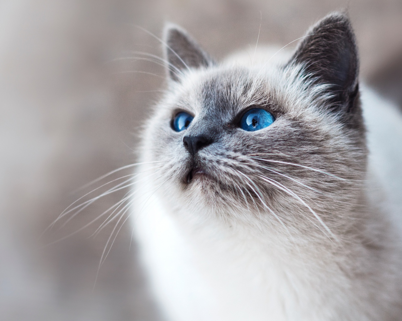 Красивый породистый голубоглазый кот