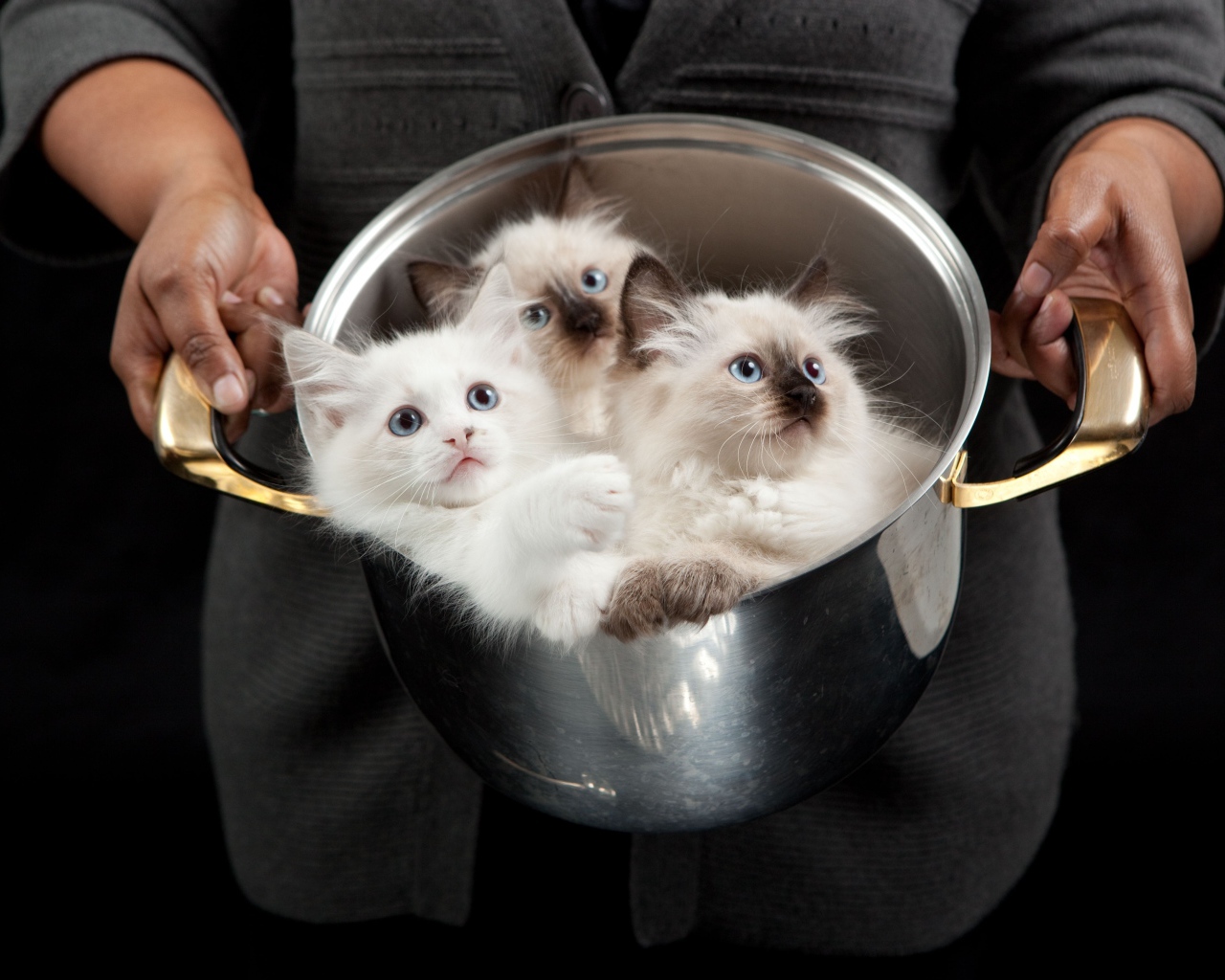 Красивые породистые котята в кастрюле