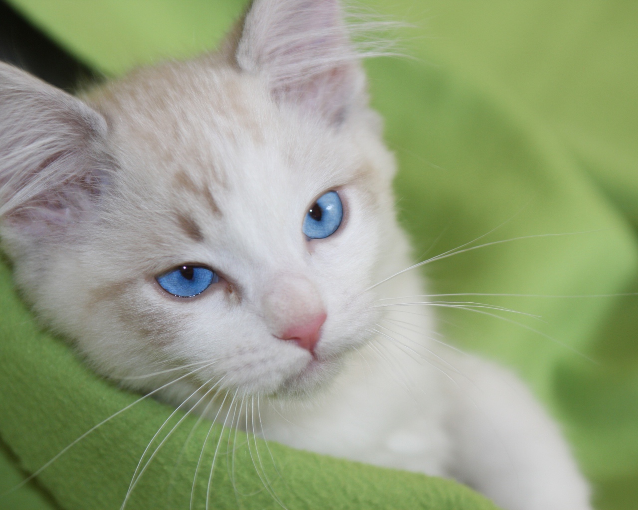 Красивый взгляд голубоглазой кошки