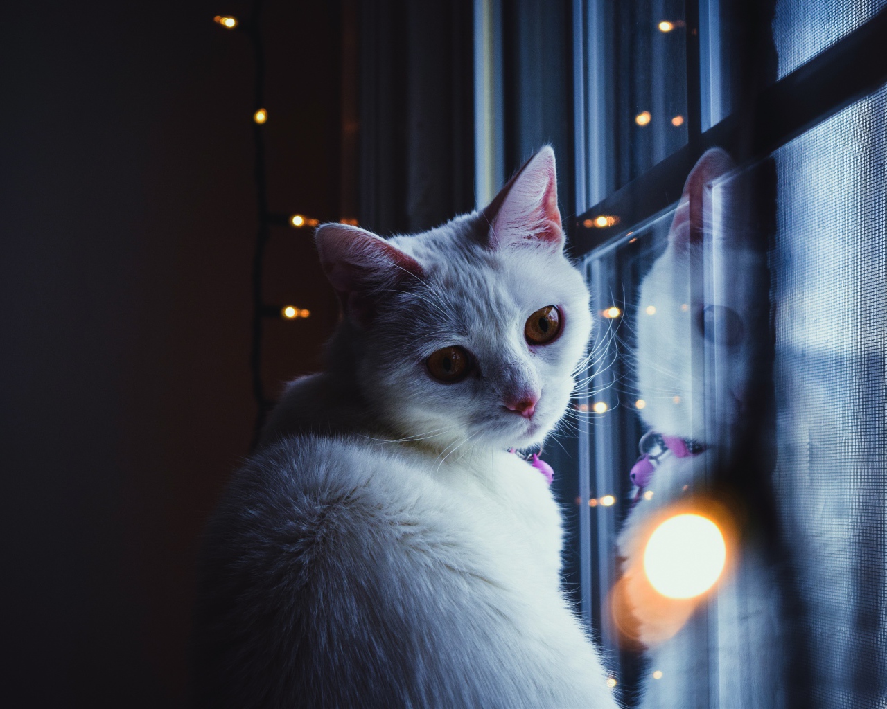 Красивый белый кот сидит у окна с гирляндой