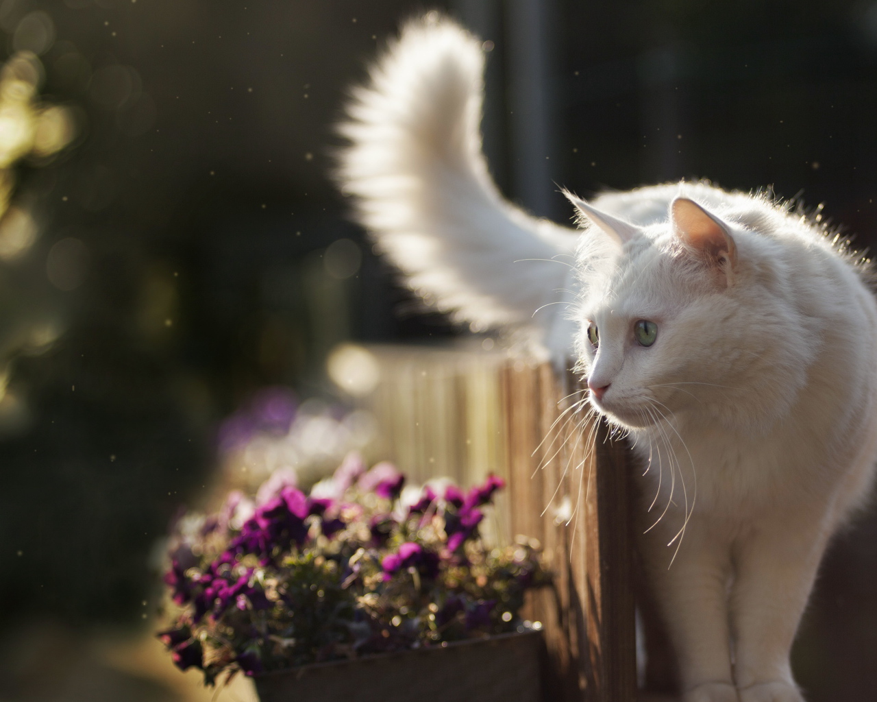 Beautiful white cat walks on a fence with flowers.