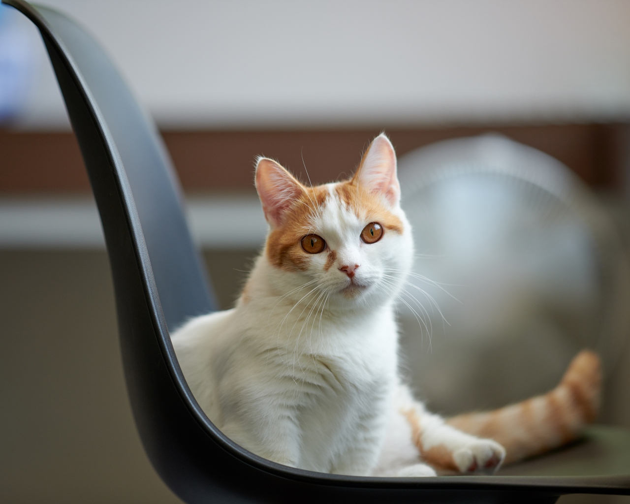 Красивый белый с рыжим кот на стуле