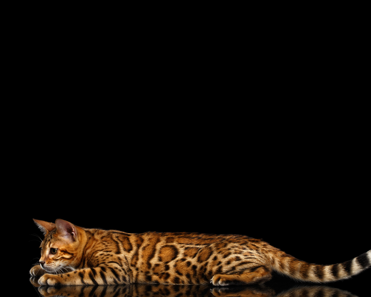 Бенгальская кошка на черном фоне