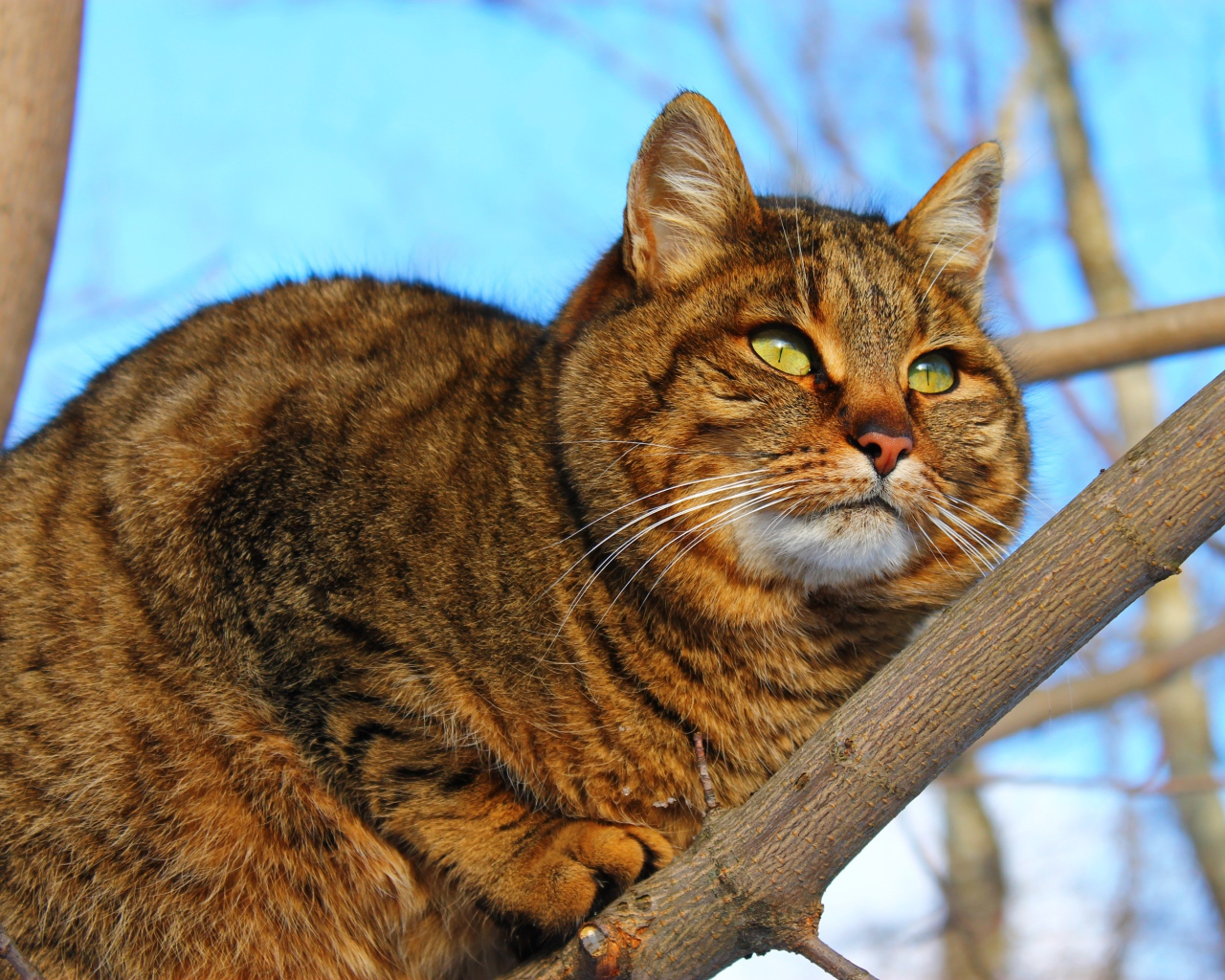 Большой красивый серый кот на дереве