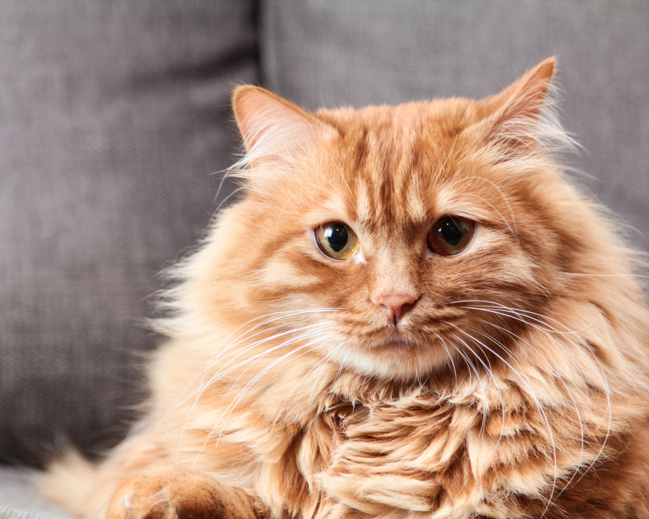 Большой пушистый рыжий кот 