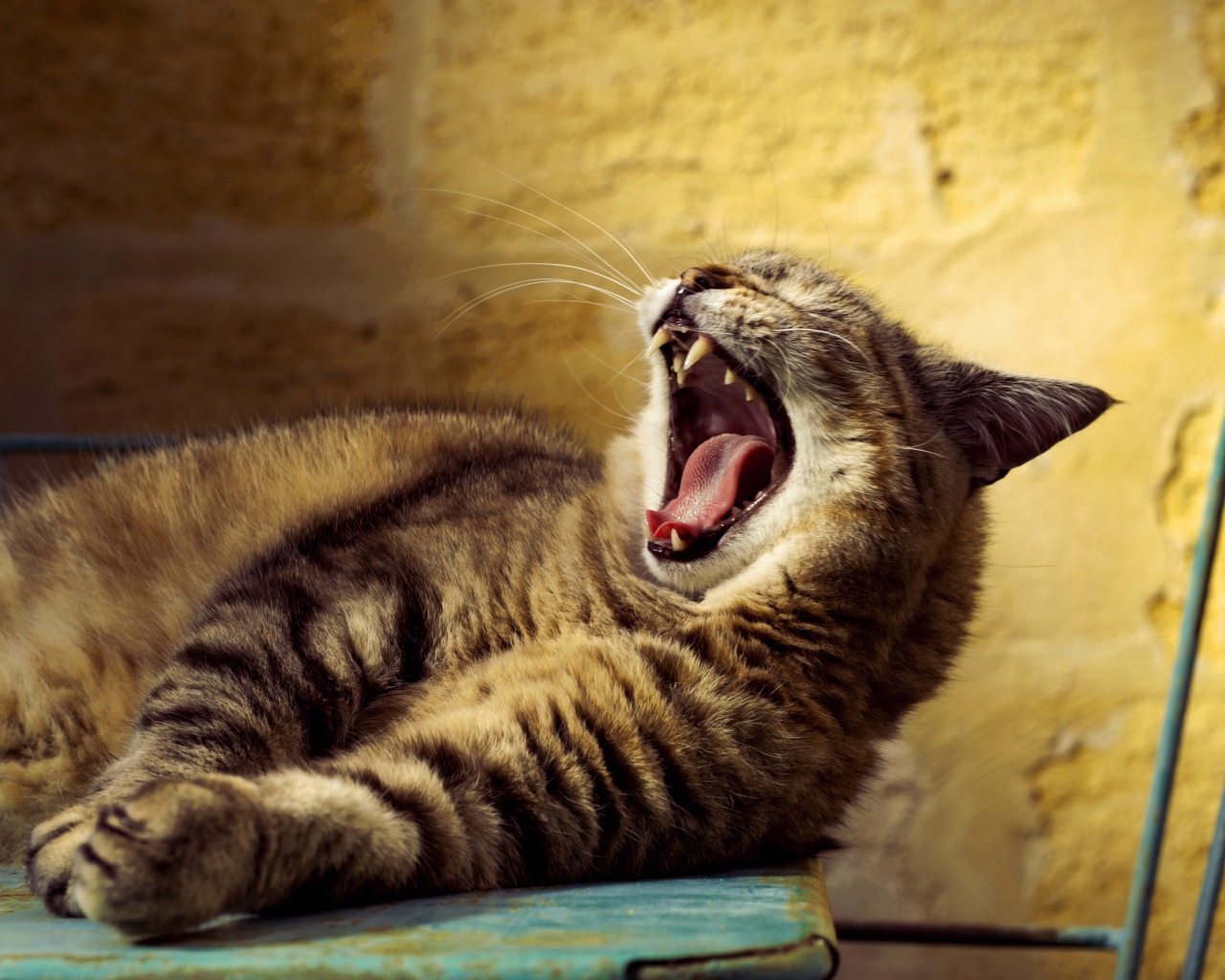 Big gray cat yawns