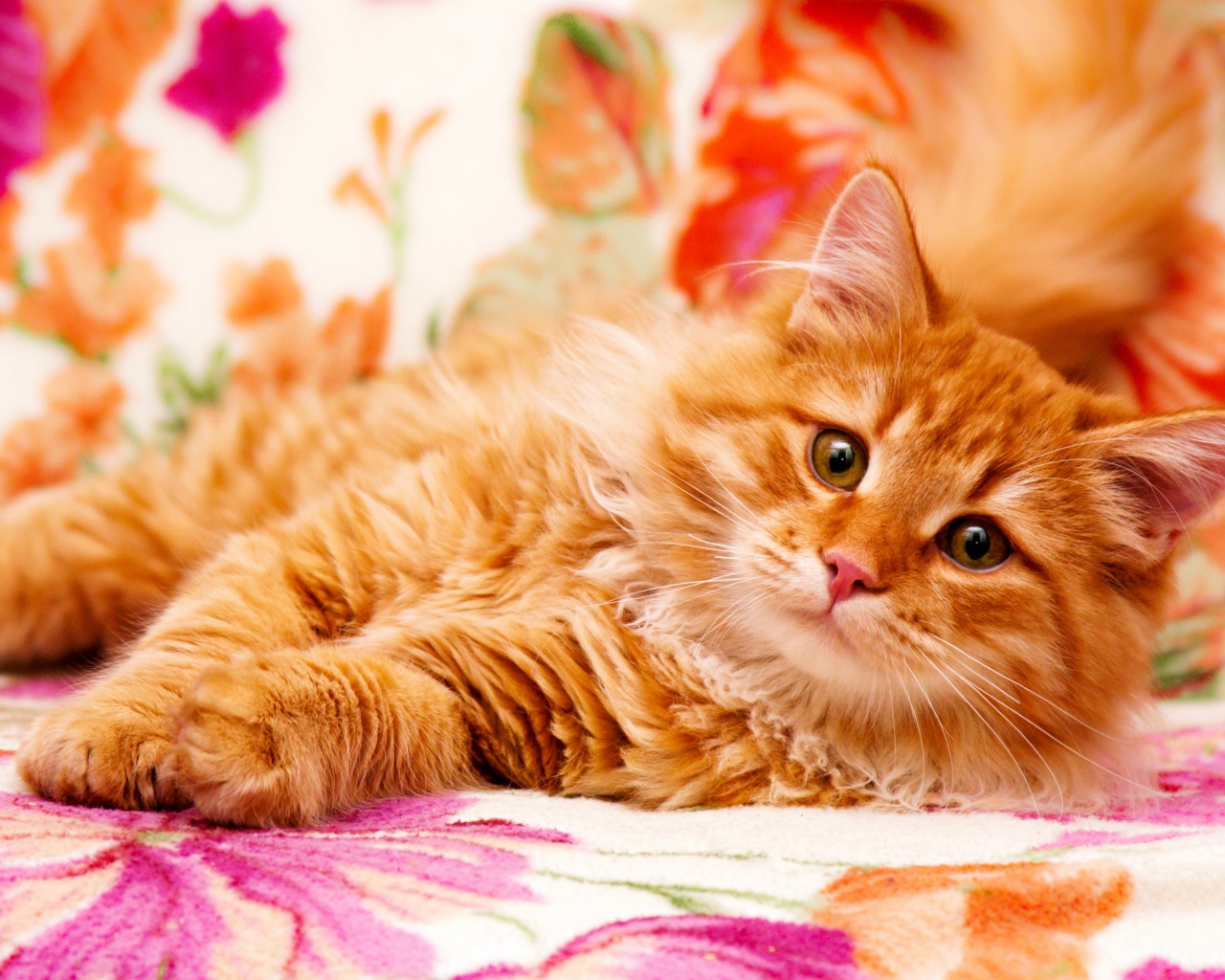 Большой рыжий кот лежит на кровати