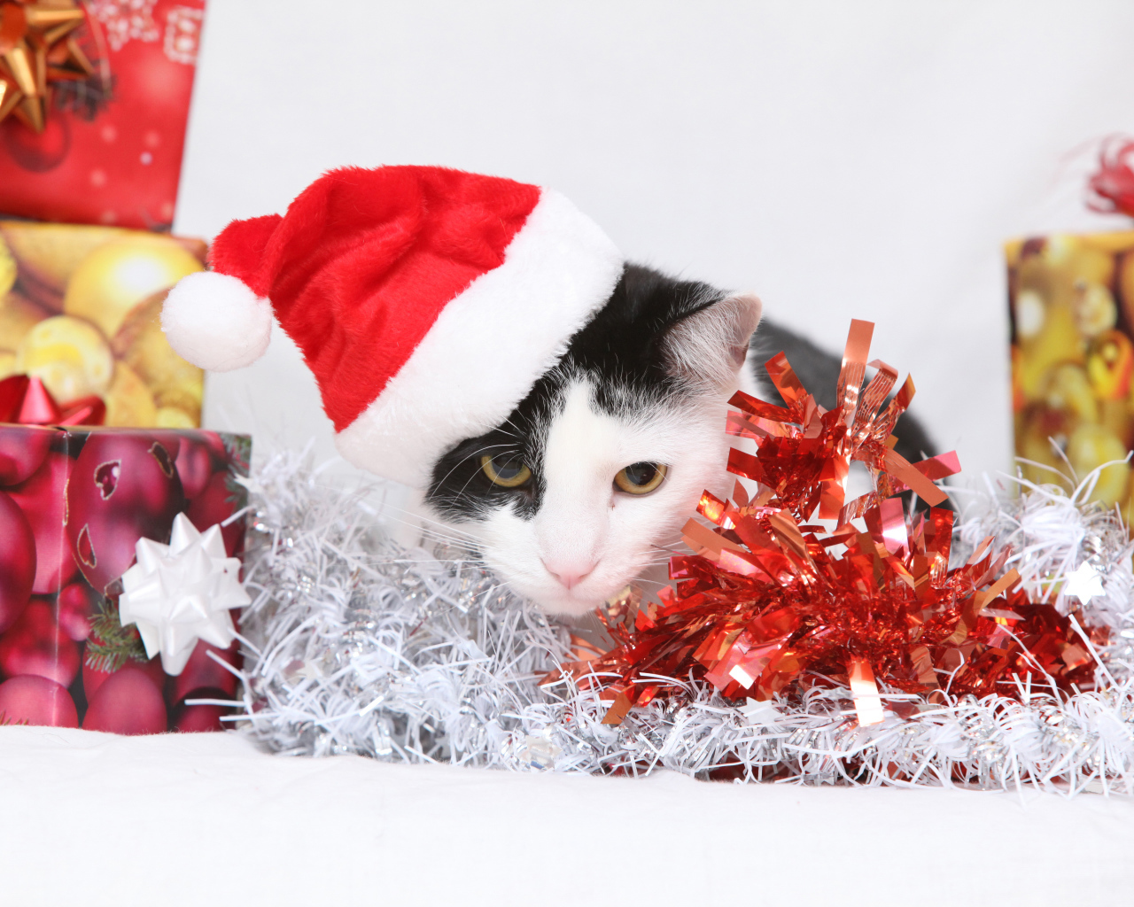Черно белый кот в новогодней шапке с подарками