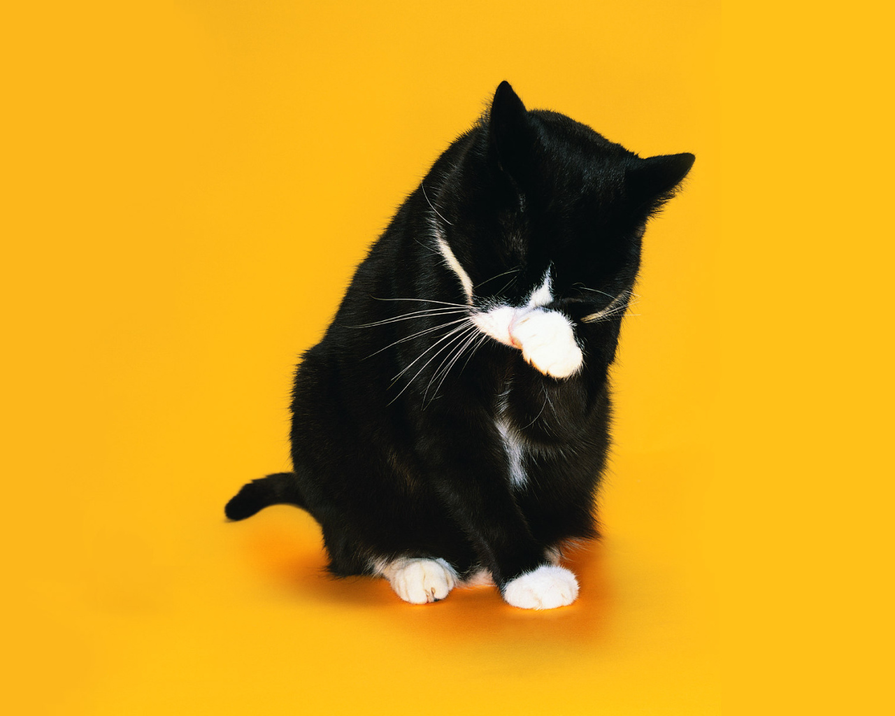 Черно белый кот умывается на желтом фоне