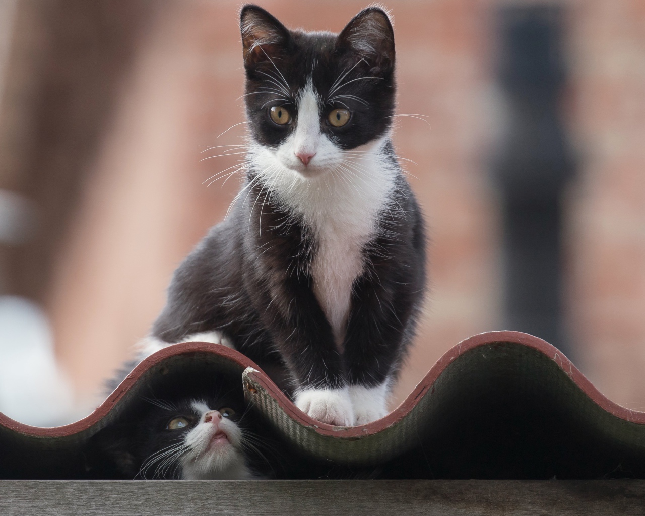 Черно белые коты на крыше 