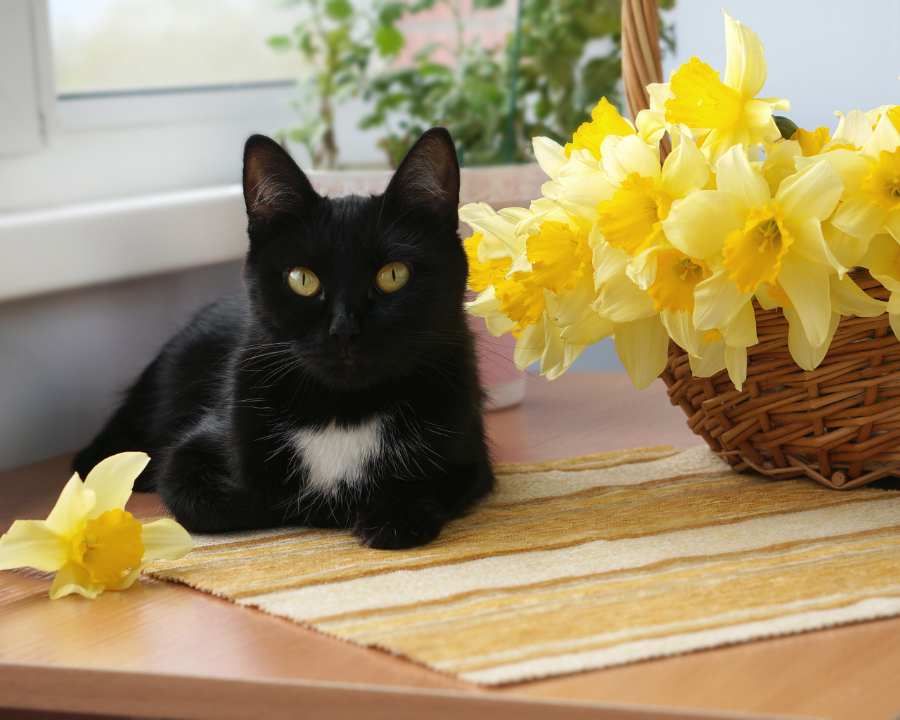 Черный кот у корзины с желтыми нарциссами