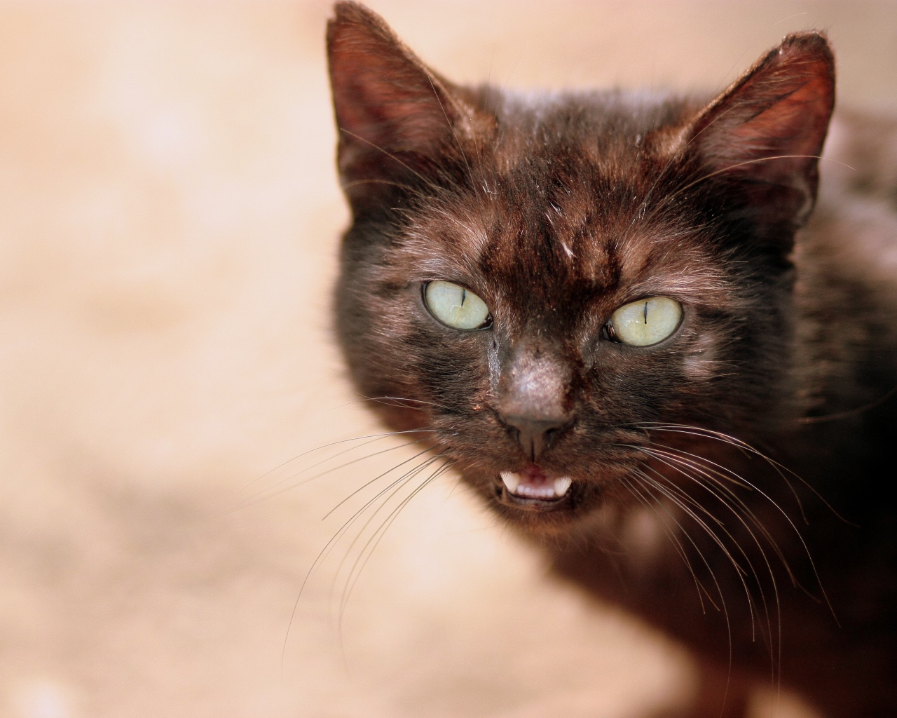 Черный кот мяукает 