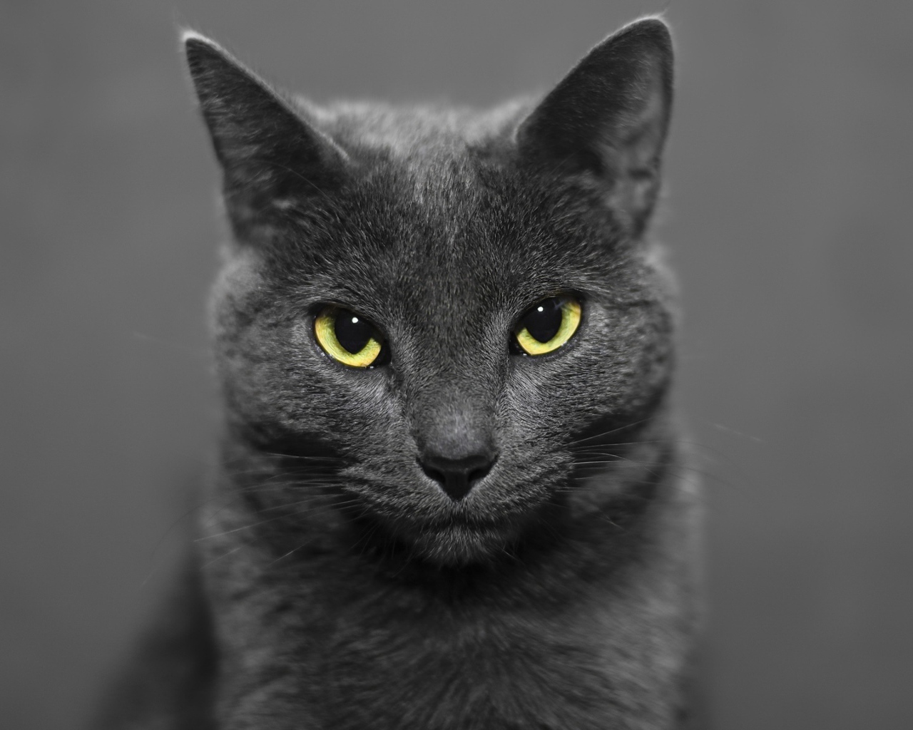 Британский кот на сером фоне