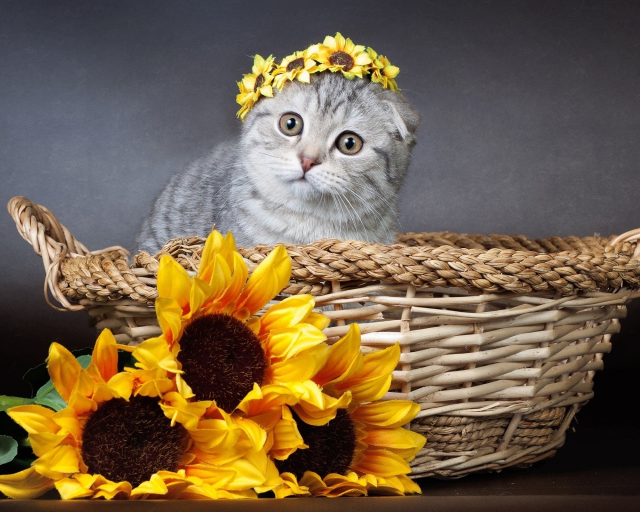 Котенок британец сидит в корзине с цветами