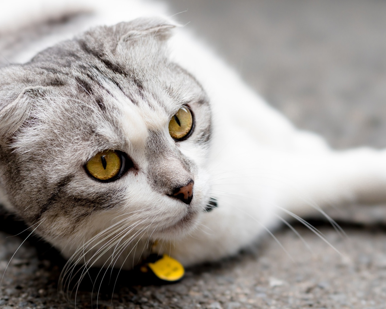 Британский вислоухий кот лежит на асфальте 