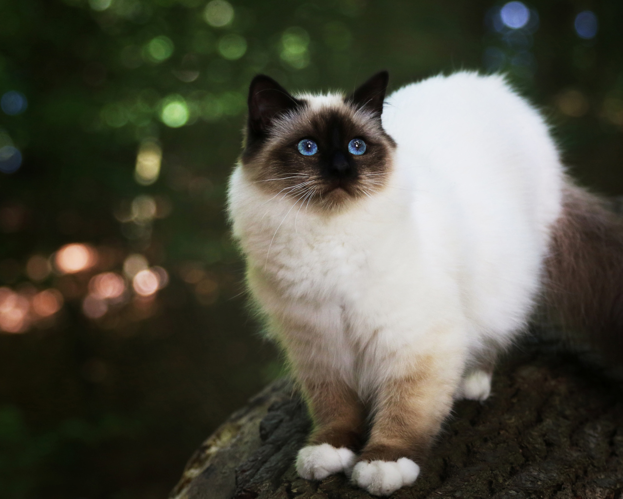 Бирманская кошка с голубыми глазами на дереве 