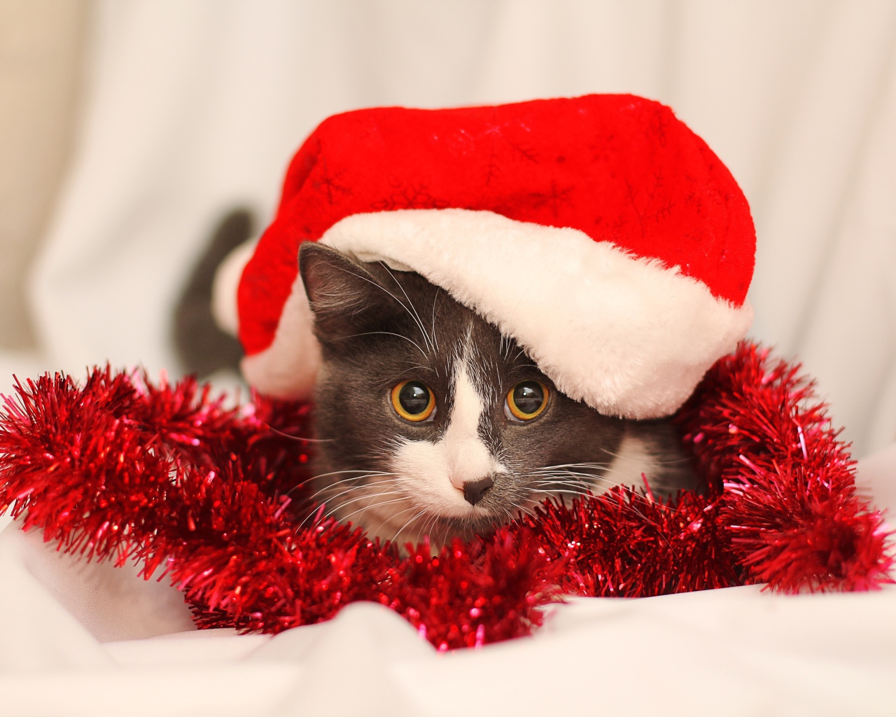 Кот в красной новогодней шапке с мишурой
