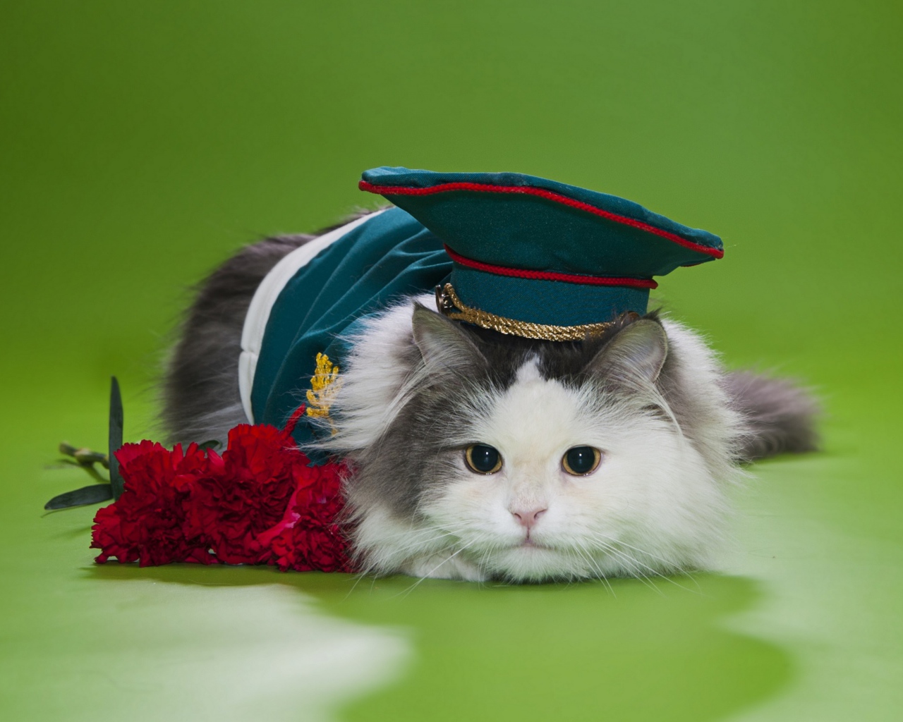 Кот в военной фуражке с красными гвоздиками