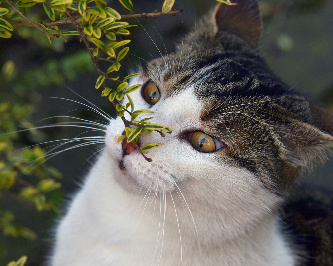 Кот с веткой з мелкими зелеными листьями