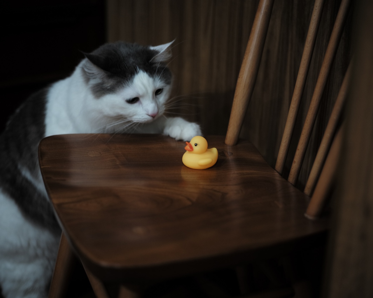 Кот с желтой резиновой уточкой на стуле